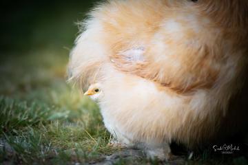 images/Exoten/thumbs/0956.jpg