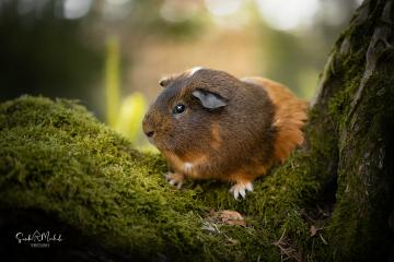 images/Exoten/thumbs/0963.jpg