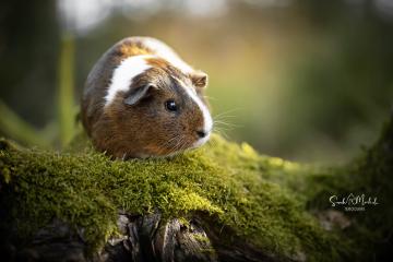 images/Exoten/thumbs/0964.jpg