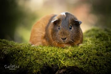 images/Exoten/thumbs/0965.jpg