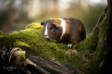 images/Exoten/thumbs/0966.jpg