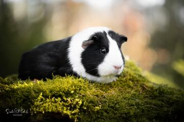 images/Exoten/thumbs/0967.jpg
