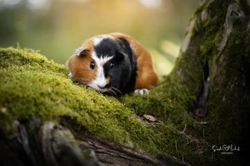images/Exoten/thumbs/0968.jpg