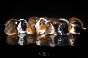 images/Exoten/thumbs/0971.jpg