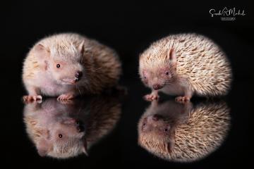 images/Exoten/thumbs/0991.jpg