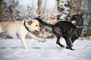 images/Hunde/thumbs/DSC_0033.jpg