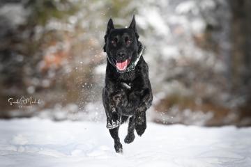images/Hunde/thumbs/DSC_0034.jpg