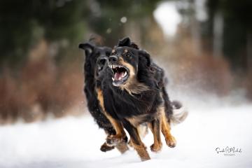 images/Hunde/thumbs/DSC_0038.jpg