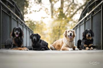 images/Hunde/thumbs/DSC_0039.jpg
