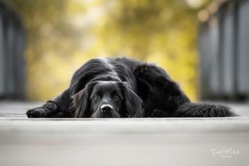images/Hunde/thumbs/DSC_0040.jpg