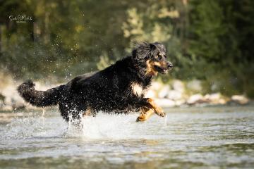 images/Hunde/thumbs/DSC_0041.jpg