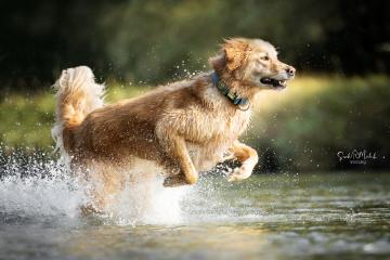 images/Hunde/thumbs/DSC_0042.jpg