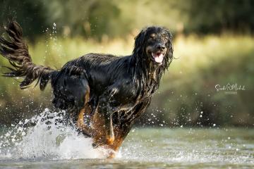 images/Hunde/thumbs/DSC_0043.jpg