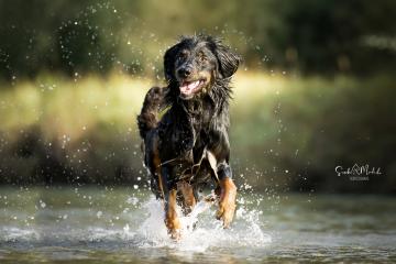 images/Hunde/thumbs/DSC_0044.jpg
