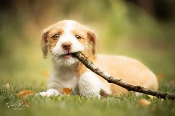 images/Hunde/thumbs/DSC_0047.jpg