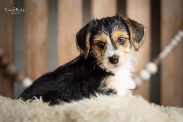 images/Hunde/thumbs/DSC_0048.jpg