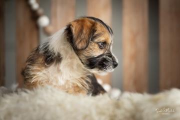 images/Hunde/thumbs/DSC_0049.jpg
