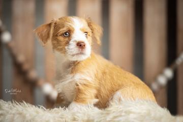 images/Hunde/thumbs/DSC_0050.jpg