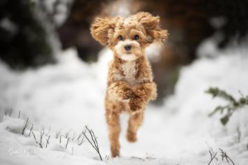images/Hunde/thumbs/DSC_0051.2.jpg