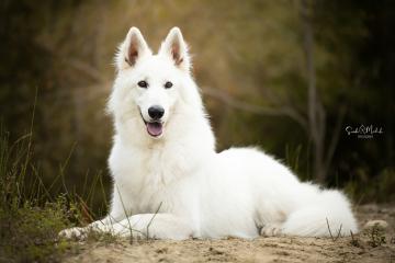 images/Hunde/thumbs/DSC_0051.jpg