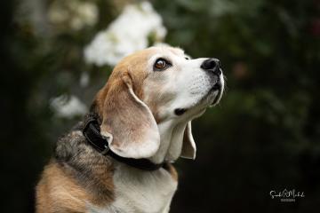 images/Hunde/thumbs/DSC_0055.jpg