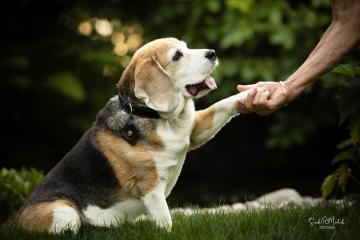 images/Hunde/thumbs/DSC_0057.jpg