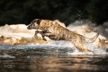 images/Hunde/thumbs/DSC_0060.jpg