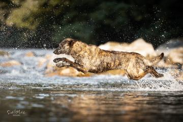 images/Hunde/thumbs/DSC_0061.jpg