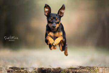 images/Hunde/thumbs/DSC_0062.jpg