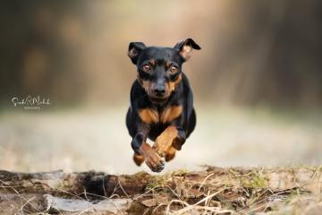 images/Hunde/thumbs/DSC_0063.jpg