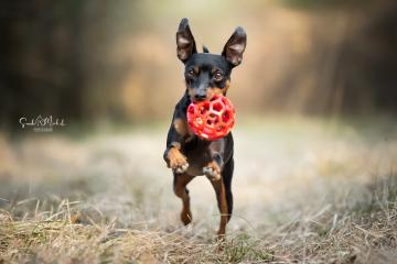 images/Hunde/thumbs/DSC_0064.jpg