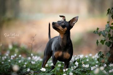 images/Hunde/thumbs/DSC_0066.jpg