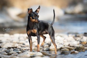 images/Hunde/thumbs/DSC_0067.jpg