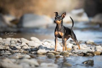 images/Hunde/thumbs/DSC_0068.jpg