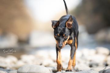images/Hunde/thumbs/DSC_0069.jpg