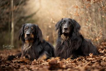 images/Hunde/thumbs/DSC_0070.jpg