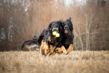 images/Hunde/thumbs/DSC_0075.jpg