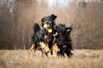 images/Hunde/thumbs/DSC_0076.jpg