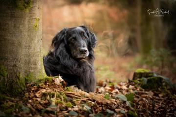 images/Hunde/thumbs/DSC_0078.jpg