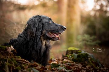 images/Hunde/thumbs/DSC_0079.jpg