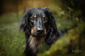images/Hunde/thumbs/DSC_0083.jpg