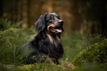 images/Hunde/thumbs/DSC_0084.jpg