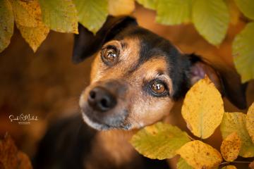 images/Hunde/thumbs/DSC_0086.jpg