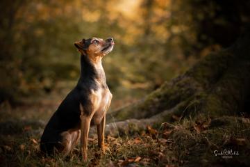 images/Hunde/thumbs/DSC_0089.jpg