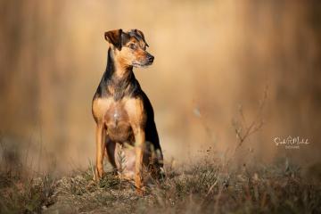 images/Hunde/thumbs/DSC_0090.jpg