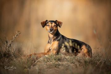 images/Hunde/thumbs/DSC_0091.jpg