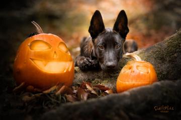 images/Hunde/thumbs/DSC_0094.jpg