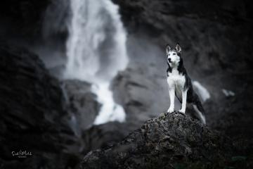 images/Hunde/thumbs/DSC_0097.jpg