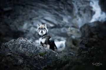 images/Hunde/thumbs/DSC_0098.jpg