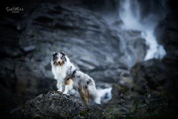 images/Hunde/thumbs/DSC_0099.jpg